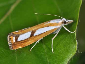 Catoptria permutatellus H.-S. adulte - ©Philippe Mothiron