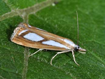 Catoptria permutatellus H.-S. adulte - ©Philippe Mothiron