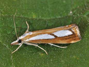 Catoptria permutatellus H.-S. adulte - ©Philippe Mothiron