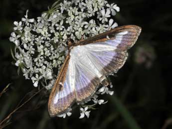 Cydalima perspectalis Wlk. adulte - ©Philippe Mothiron