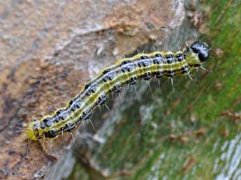  Chenille de Cydalima perspectalis Wlk. - Philippe Mothiron