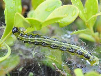  Chenille de Cydalima perspectalis Wlk. - ©Philippe Mothiron