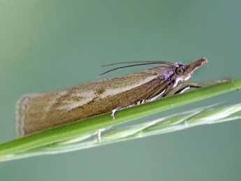 Catoptria petrificella Hb. adulte - ©Heiner Ziegler