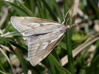 Catoptria petrificella Hb. adulte - Heiner Ziegler