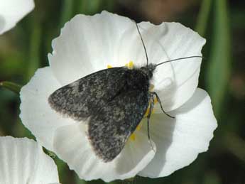 Metaxmeste phrygialis Hb. adulte - Alain Cama