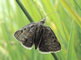 Metaxmeste phrygialis Hb. adulte - ©Jean-Pierre Lamoline