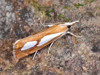 Catoptria pinella L. adulte - ©Philippe Mothiron