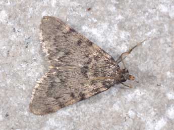 Aglossa pinguinalis L. adulte - Philippe Mothiron