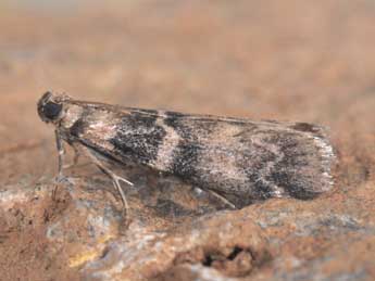 Euzophera pinguis Hw. adulte - Philippe Mothiron