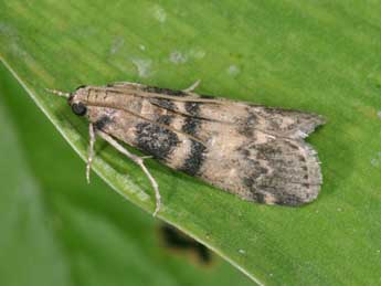 Euzophera pinguis Hw. adulte - Philippe Mothiron