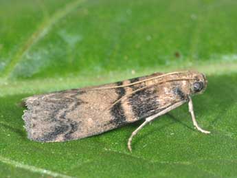 Euzophera pinguis Hw. adulte - Philippe Mothiron