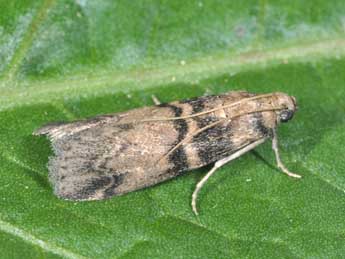 Euzophera pinguis Hw. adulte - Philippe Mothiron