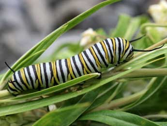  Chenille de Danaus plexippus L. - ©Emmanuel Ruiz