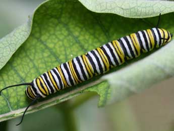  Chenille de Danaus plexippus L. - ©Emmanuel Ruiz