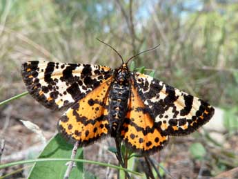 Eurranthis plummistaria Vill. adulte - Tristan Lafranchis