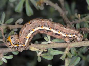  Chenille de Eurranthis plummistaria Vill. - Wolfgang Wagner, www.pyrgus.de