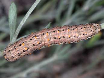  Chenille de Eurranthis plummistaria Vill. - ©Wolfgang Wagner, www.pyrgus.de