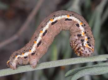  Chenille de Eurranthis plummistaria Vill. - ©Wolfgang Wagner, www.pyrgus.de