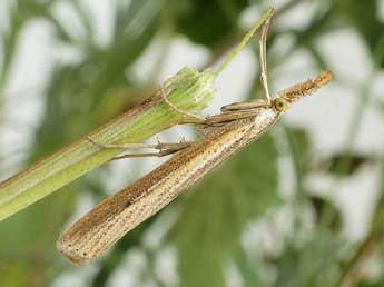 Agriphila poliellus Tr. adulte - ©Friedmar Graf