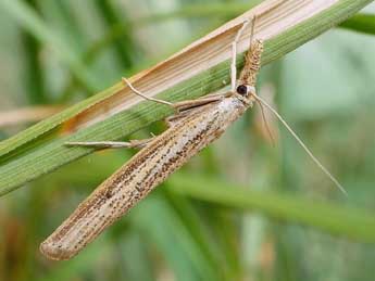 Agriphila poliellus Tr. adulte - ©Friedmar Graf