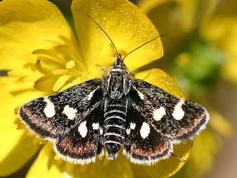 Eurrhypis pollinalis D. & S. adulte - Daniel Morel