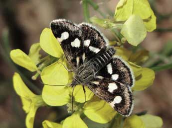 Eurrhypis pollinalis D. & S. adulte - Jean-Pierre Lamoline