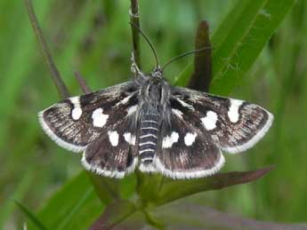 Eurrhypis pollinalis D. & S. adulte - Philippe Mothiron