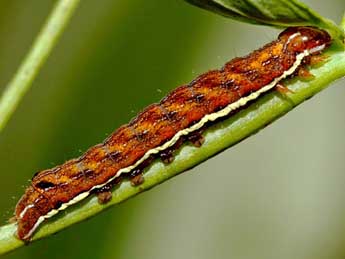  Chenille de Actinotia polyodon Cl. - Raymond Villatte