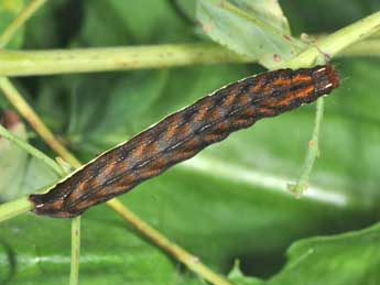  Chenille de Actinotia polyodon Cl. - ©Philippe Mothiron