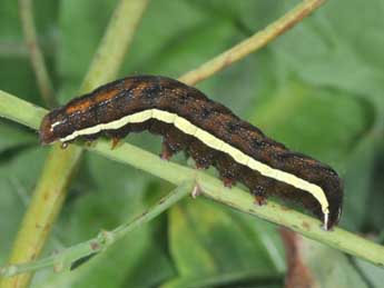  Chenille de Actinotia polyodon Cl. - Philippe Mothiron