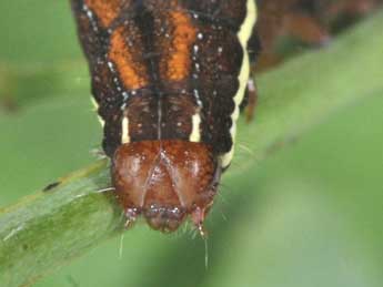  Chenille de Actinotia polyodon Cl. - Philippe Mothiron