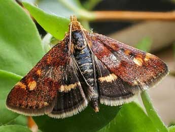 Pyrausta porphyralis D. & S. adulte - Friedmar Graf