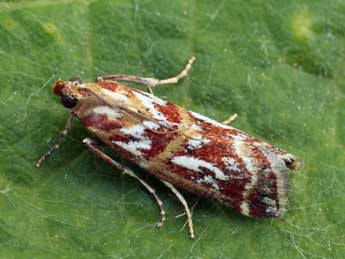 Acrobasis porphyrella Dup. adulte - ©Daniel Morel