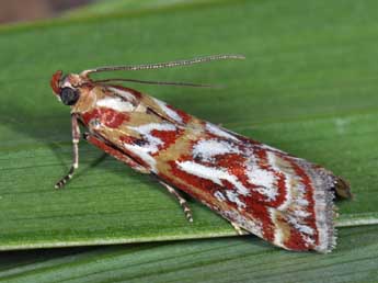 Acrobasis porphyrella Dup. adulte - ©Philippe Mothiron