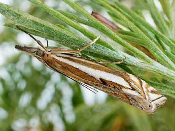 Crambus pratella L. adulte - ©Friedmar Graf