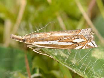 Crambus pratella L. adulte - ©Matthew Gandy