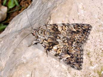 Catocala promissa D. & S. adulte - Philippe Mothiron