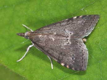 Udea prunalis D. & S. adulte - Philippe Mothiron