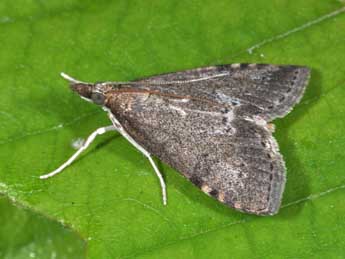 Udea prunalis D. & S. adulte - Philippe Mothiron