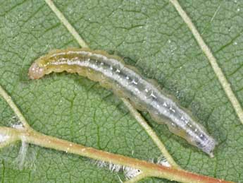  Chenille de Udea prunalis D. & S. - Philippe Mothiron