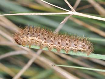  Chenille de Cymbalophora pudica Esp. - ©Philippe Mothiron