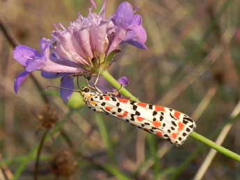 Utetheisa pulchella L. adulte - ©Philippe Mothiron