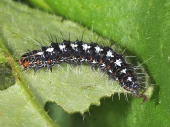  Chenille de Utetheisa pulchella L. - ©Philippe Mothiron