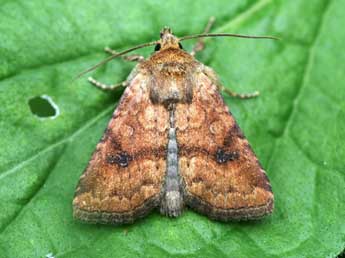 Atypha pulmonaris Esp. adulte - Emmanuel Ruiz