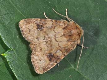 Atypha pulmonaris Esp. adulte - ©Philippe Mothiron