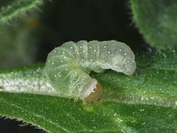  Chenille de Atypha pulmonaris Esp. - Philippe Mothiron