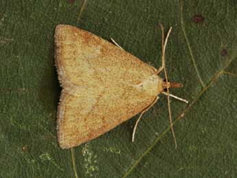 Psammotis pulveralis Hb. adulte - Andr Lantz