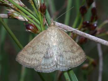 Psammotis pulveralis Hb. adulte - Philippe Mothiron