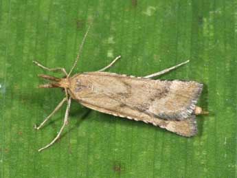 Synaphe punctalis F. adulte - Philippe Mothiron