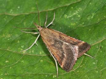 Synaphe punctalis F. adulte - Philippe Mothiron